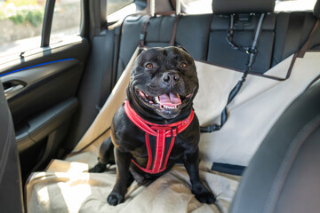 Happy Staffordshire Bull Terrier dog on the back seat of a car with a clip and strap attached to his harness. He is sitting on a car seat cover. - 360476869