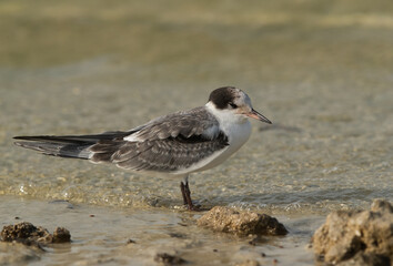 Closeup of juvenile White-cheeked Tern