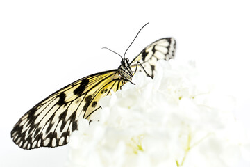 Obraz na płótnie Canvas Butterfly 
