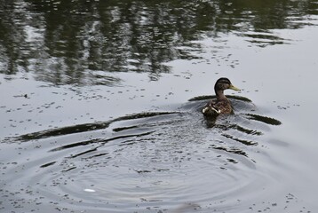 Dzika kaczka  © merko