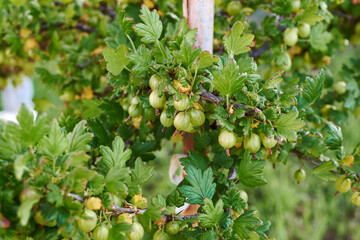 Fresh and ripe green gooseberries on branch of gooseberry bush in the fruit garden. Close-up view of organic gooseberry berries hanging under the leaves.