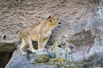 Löwe ( Panthera leo )