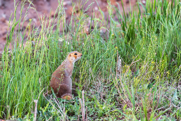  cute gopher sits in the green grass and looks around with caution.