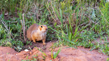  cute gopher sits in the green grass and looks around with caution.
