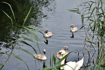 Młode łabędzie  © merko