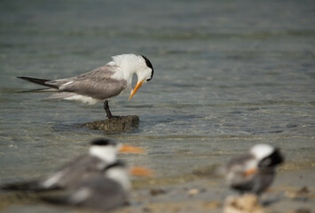 Greater Crested Tern preening with bokeh of terns in the forground, Bahrain