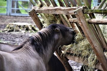 Konie jedzące siano 