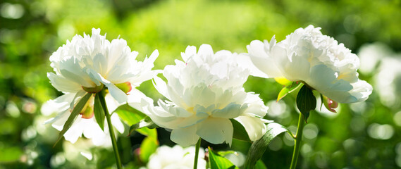 blooming peonies in a garden