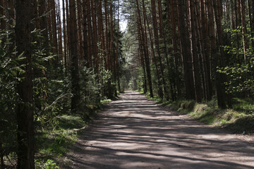 Fototapeta premium ścieżka w lesie
