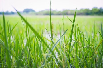 Fototapeta premium green grass and blue sky