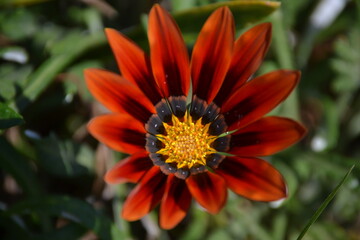 Turuncu &Ccedil;icek - Orange Flower