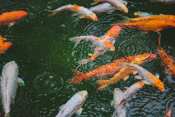 Many beautiful colorful fish in the water