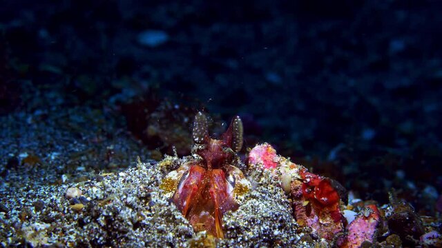 Lisa's Mantis Shrimp spearing mantis shrimp Lysiosquillina Lembeh 4k 25fps