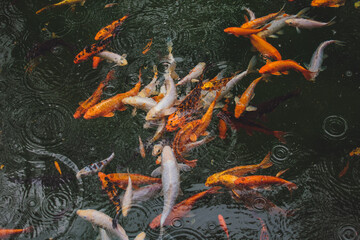 Many beautiful colorful fish in the water