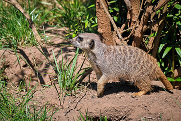 Erdmännchen ( Suricata suricatta )
