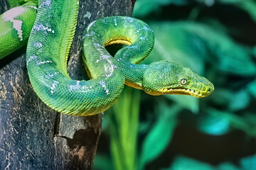Emerald tree boa close up
