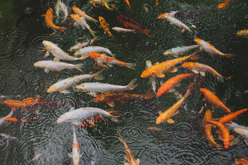 Many beautiful colorful fish in the water