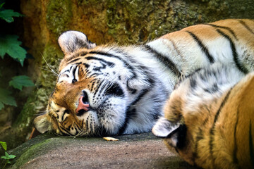 Sibirischer Tiger ( Panthera tigris altaica )