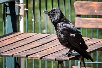 Kolkrabe ( Corvus corax ).