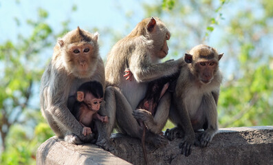 Family monkeys that mothers hold children and take care of another