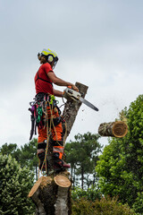 pruner in action in a tree
