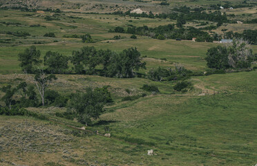 Fototapeta premium landscape with trees and hills