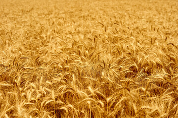 Golden ripe wheat ears at the farm field ready for harvesting. Rich wheat crop harvest. Agriculture and agronomy theme. Shallow depth of field.