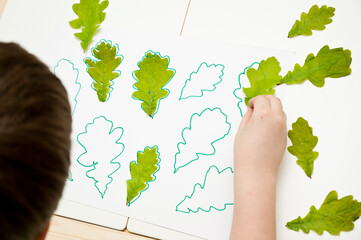 Find the right size Oak leaves. Montessori methodology tool for concentration and fine motor. Sorter toy, linear icon. Thin line illustration. Contour symbol.