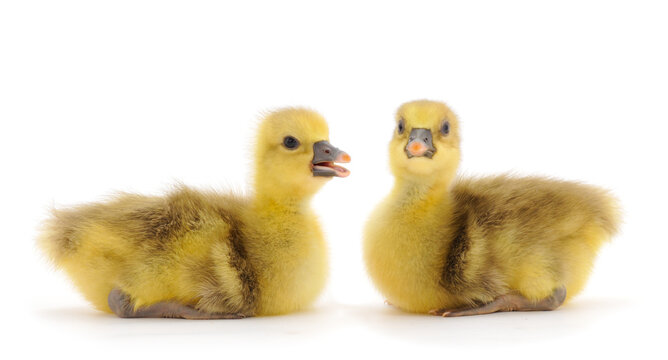 Two little gosling.