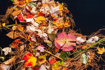 Fall leaves floating on dark water
