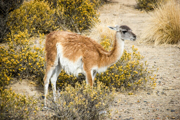 Lama guanaco