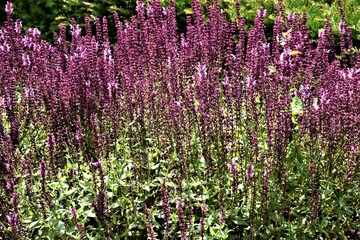 Fioletowe kwiaty © merko