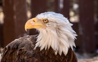portrait of a American bald eagle