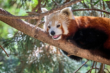 Nepalesischer Roter Panda ( Ailurus fulgens ), auch Kleiner Panda , Katzenbär , Bärenkatze ,...