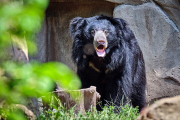 Indischer Lippenbär ( Melursus ursinus ) 