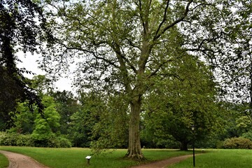Drzewa w parku