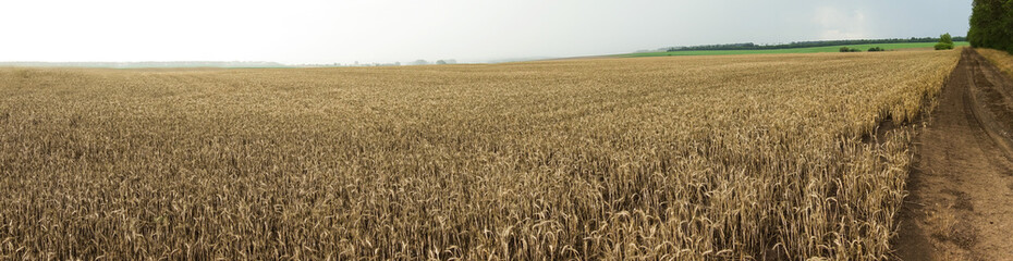 Wide horizontal image of rural country side road with storm and rain in the background. Golden ripe wheat landscape.