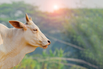 Obraz premium Cow in nature
