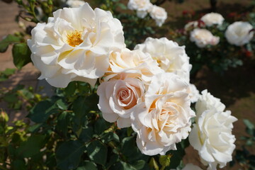 白いバラ　バラ　フレンチ・レース　バラ園　ガーデニング 