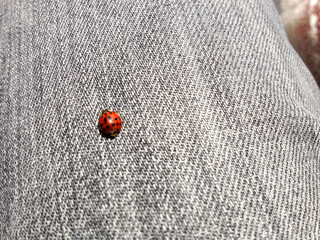 Ladybug walking alone on denim pants person leg good luck sign