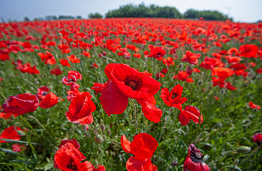 Field of wild red poppies close up