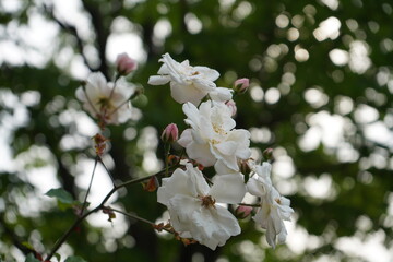 薔薇　つるバラ　花びら　白　春　