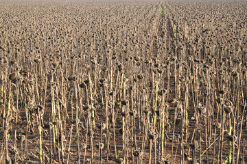 Withered sunflowers in the autumn field. Mature dry sunflowers are ready for harvest. Bad harvest of sunflower on the field. Blackened unclean abandoned bad harvest in Bulgaria