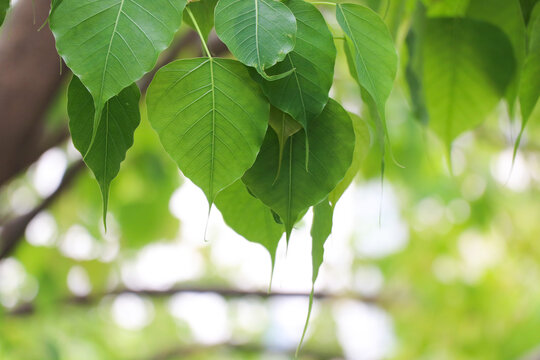 Nature Bo green leaves on branch tree symbol of Buddhism religion