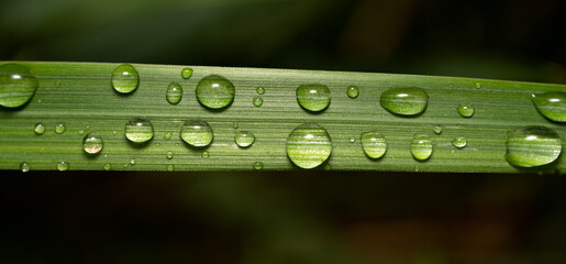 water drops on a green leaf