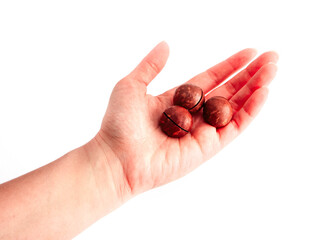 Three macadamia nuts, hold in a female hand, isolated on white background.