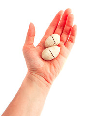 Two unpeeled pecan nuts in shell, hold in a female hand, isolated on white background.