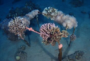 Construction of an artificial underwater reef with corals attached to it in Red Sea, Eilat, Israel,...
