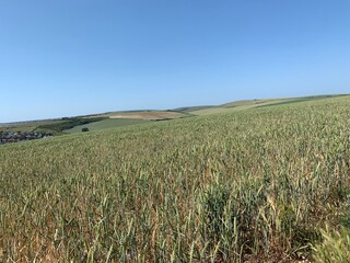 field of wheat