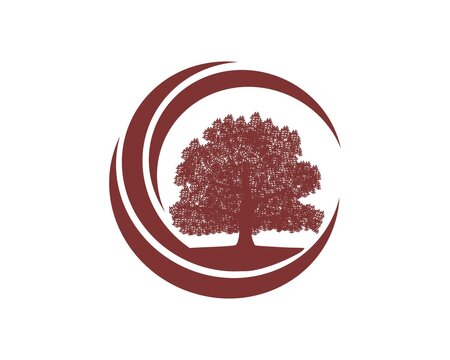 C oak tree logo